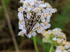 Pyropteron triannuliformis