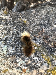 Pseudohemihyalea edwardsii