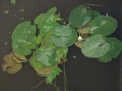 Nymphaea candida