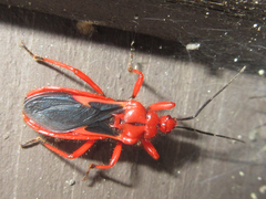 Labidocoris pectoralis