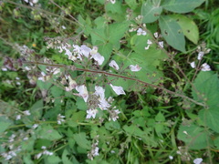 Equilabium laxiflorum