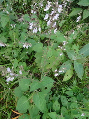 Equilabium laxiflorum