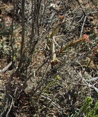 Crassula subulata subulata