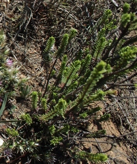 Oedera uniflora