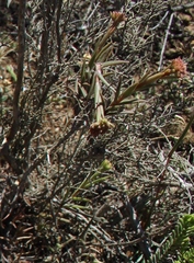 Crassula subulata subulata