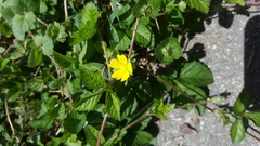 Potentilla indica