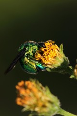 Stilbum