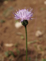 Klasea radiata