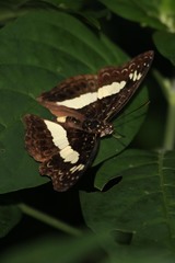 Euptera kinugnana kinugnana
