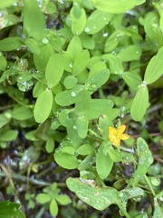 Hypericum mutilum mutilum