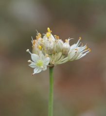 Allium marschalianum