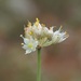 Allium agarmyschicum - Photo (c) Еlena, algunos derechos reservados (CC BY-NC), subido por Еlena