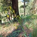 Bashful Ragwort - Photo (c) Jennifer Ackerfield, some rights reserved (CC BY-NC), uploaded by Jennifer Ackerfield