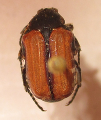 Elaphinis latecostata
