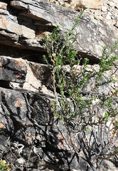 Cymbopappus adenosolen