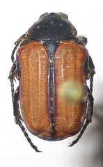 Elaphinis latecostata