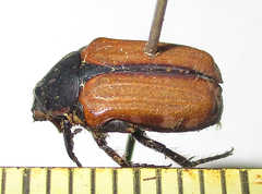 Elaphinis latecostata