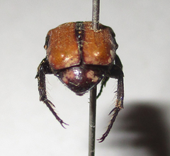 Elaphinis latecostata