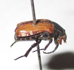 Elaphinis latecostata