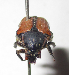 Elaphinis latecostata
