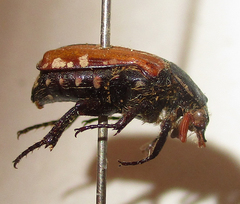 Elaphinis latecostata