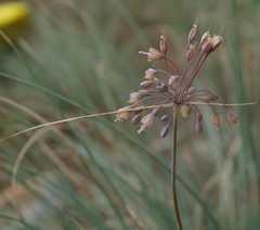 Allium flavum tauricum
