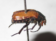 Elaphinis latecostata