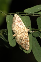Haritalodes derogata