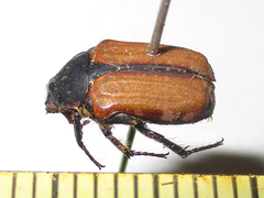 Elaphinis latecostata