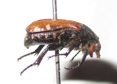 Elaphinis latecostata
