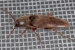 Diplostethus texanus