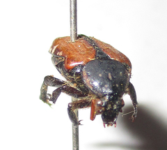 Elaphinis latecostata