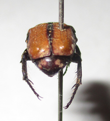 Elaphinis latecostata