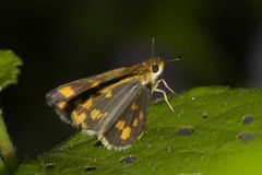 Taractrocera ceramas