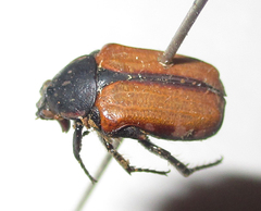Elaphinis latecostata