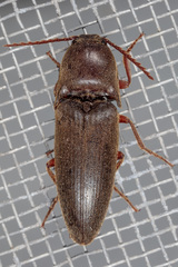Diplostethus texanus