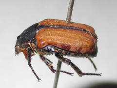 Elaphinis latecostata