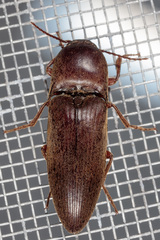 Diplostethus texanus