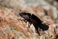 Prosopocoilus