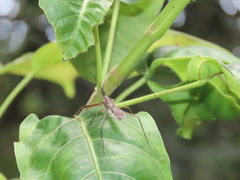 Epidaus sexspinus