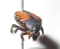 Elaphinis latecostata