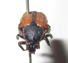 Elaphinis latecostata