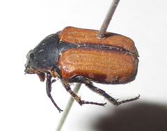 Elaphinis latecostata