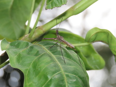 Epidaus sexspinus