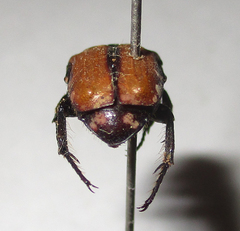 Elaphinis latecostata