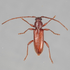 Anelaphus moestus