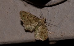 Chloroclystis mniochroa