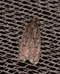 Acantholena siccella