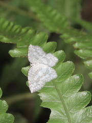 Leucodrepana serratilinea