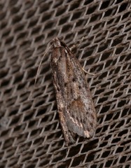 Acantholena siccella